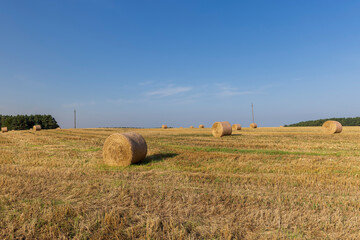 Fototapeta premium A field with cereals in the summer
