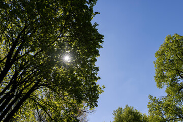 deciduous trees in the spring season in sunny weather