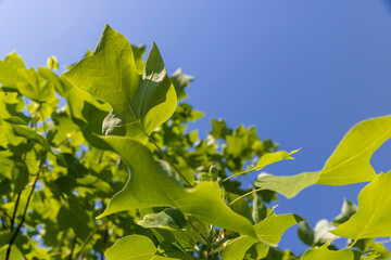 tulip tree with green foliage in windy weather