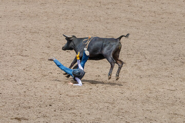 A cowboy is falling off a bucking calf at a rodeo in an arena.  The cowboy is wearing blue with a...