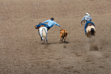 A cowboy is has leaped from his horse and tries to grab the calf's horns. He is competing in a rodeo contest called Steer Wrestling. The cowboy is in a blue shirt and jeans. The calf is brown.