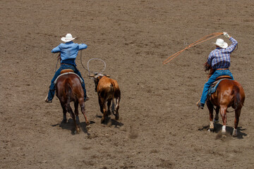  2 cowboys are racing to calf to lassoed in a Team  Roping competition at a rodeo. The horse is...