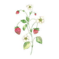 Hand painted watercolor wild strawberry branch with white flower isolated on white background. Floral Botanical illustration. Design for natural cosmetics, summer garden design element.