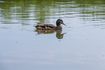 hungry ducks swimming on the lake in the summer