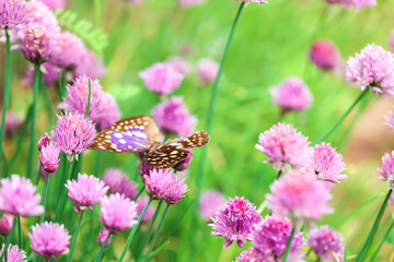 Butterfly in purple onion flowers in the summer garden.insects and flowers wallpaper. Beautiful summer background with flowers and a butterfly. Beautiful nature photo wallpaper.Summer mood.