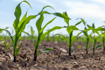 green corn sprouts in the spring season, an agricultural field