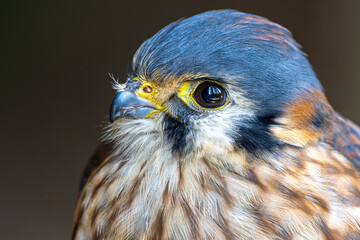 Portrait of a North American Kestrel (Falco sparverius)