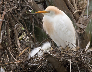 Cattle Egret in her nest