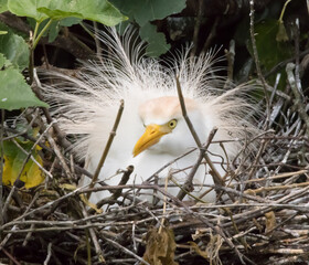 Cattle Egret in her nest