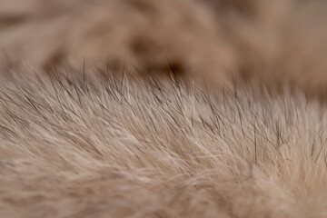 Fototapeta premium part of a fur coat made of natural beige arctic fox fur
