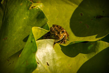 frog on leaf