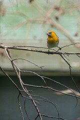 Fototapeta premium Endemic Endangered Native Hawaiian Palila Bird Loxioides bailleui 