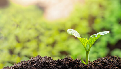 Green plant growing in good soil. Banner with copy space. Agriculture, organic gardening, planting...