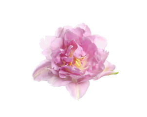 Obraz na płótnie Canvas Beautiful colorful tulip flower isolated on white