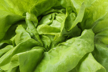 Fresh green butter lettuce as background, closeup