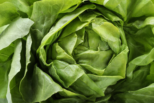 Fresh green butter lettuce head as background, closeup