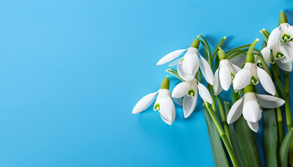 Fresh snowdrops on blue background with place for text