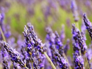 Obraz premium Macro de flores de lavanda 