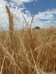 Obraz premium Campo de trigo con el cielo azul de fondo 