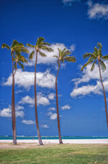 Four Tall Coconut Palm Trees on Waikiki Beach with Fluffy Cumulus Clouds and Blue Sky Overhead.