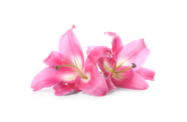 Naklejka na ściany i meble Beautiful pink lily flowers isolated on white