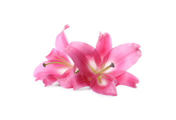 Obraz na płótnie Canvas Beautiful pink lily flowers isolated on white