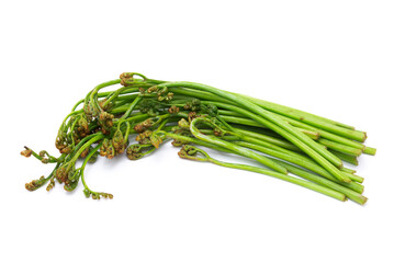 白背景のわらび