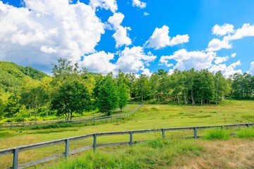 Fototapeta na wymiar のどかな夏の風景：緑の牧場
