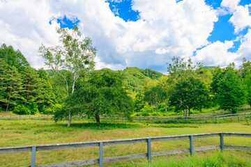 Fototapeta premium のどかな夏の風景：緑の牧場