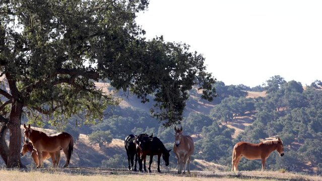 Mules and Horses in a Pasture, Mules Grazing Under a Tree, Mules in California