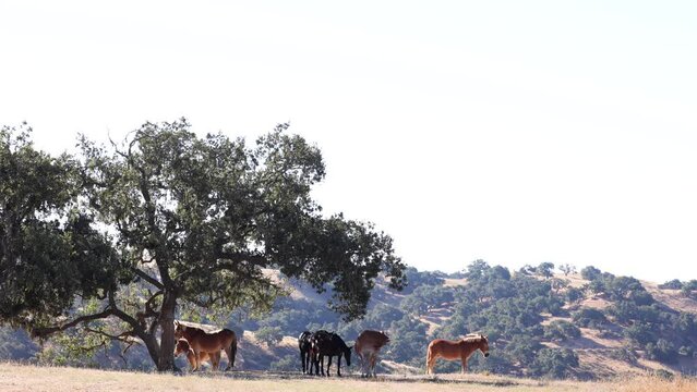 Mule and Horse Herd in California, Mules Under an Oak Tree, California Landscapes on a Ranch