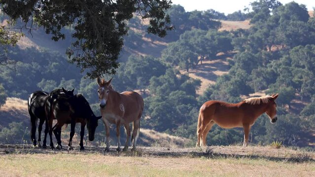 Herd of Horses and Mules Under an Oak Tree, California Herd in Mountains, Horse Herd in California
