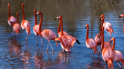 Flemingos