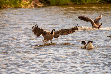 Canadian Goose point blank on v pond