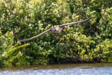 Canadian Goose flying onto water