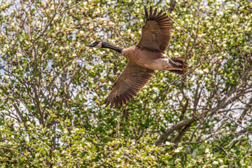 Canadian Goose in flight