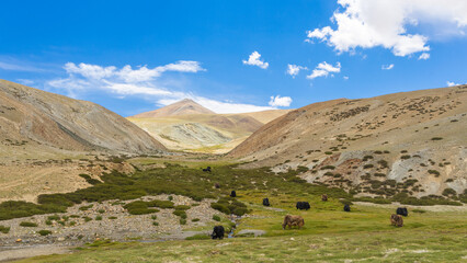 Herd of Yaks grazing in the open green pastures of Ladakh