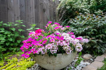 Enjoy the delicate charm of pink flowers in a pot, an epitome of grace and beauty. These blossoms, encased in their container, bring a touch of elegance to any space, whether indoors or in a garden se