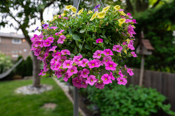 Enjoy the delicate charm of pink flowers in a pot, an epitome of grace and beauty. These blossoms, encased in their container, bring a touch of elegance to any space, whether indoors or in a garden se