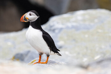 Closeup of Atlantic Puffin Bird © Kate Scott