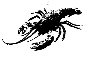 silhouette of lobster shrimp isolated on white background, invertebrate animal