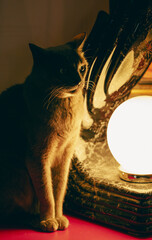 gros plan sur un chat assis sur une table avec une lumière en forme de sphère en arrière avec une lumière chaleureuse