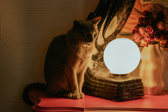 vue sur un chat assis sur une table avec une lumi&egrave;re en forme de sph&egrave;re en arri&egrave;re avec une lumi&egrave;re chaleureuse