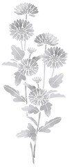 モノクロの菊　水彩風イラスト