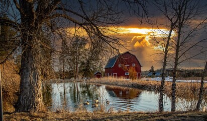 A red barn reflected in a pond with canada geese swimming in the pond, at sunset, near Sisters, Oregon © Bob