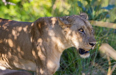 Fototapeta premium Lioness in natural savanna grassland habitat in South Luangwa National Park, Zambia 