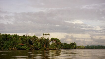 Nipas, Delta and Riparian Ecosystem at Mahakam River