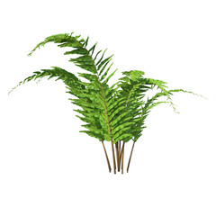 fern plant