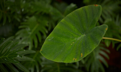 Tropical green leaves on background, nature summer forest plant concept.
Creative layout made of tropical leaves. Nature concept.