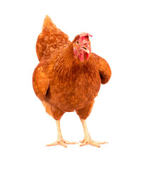 full body of brown chicken ,hen standing isolated white background use for farm animals and livestock theme - 633565436